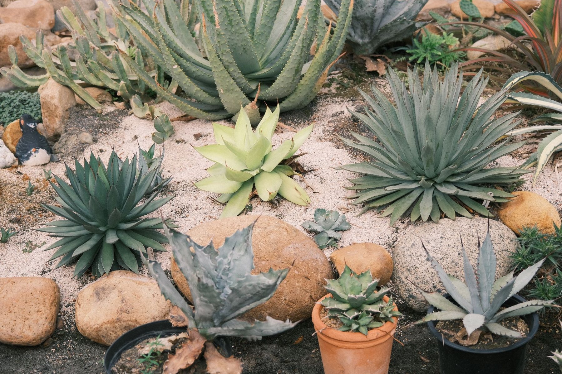 Desert xeriscape design in Sun City West, AZ